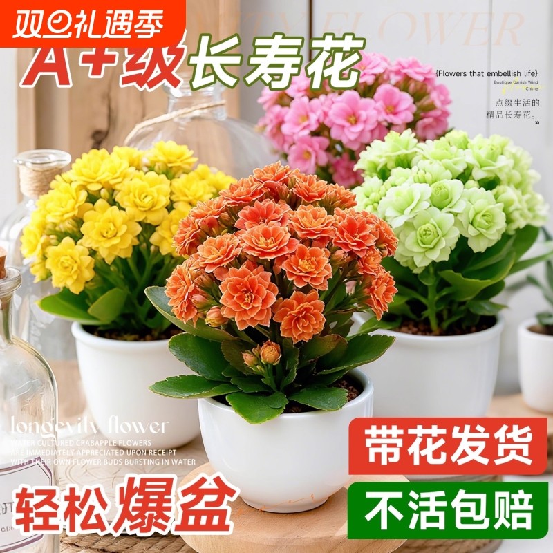 新品长寿花重瓣大苗四季爆花带花苞盆栽过年花卉阳台室内大花绿植