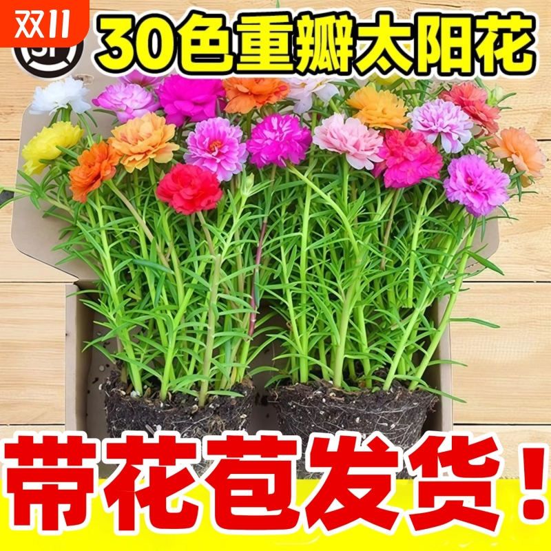 重瓣太阳花盆栽带花苞大