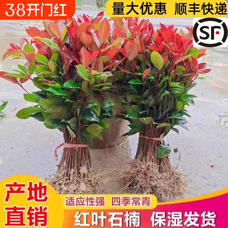 红叶石楠树苗四季常青植物庭院花园室外篱笆绿化工程苗木花卉绿植