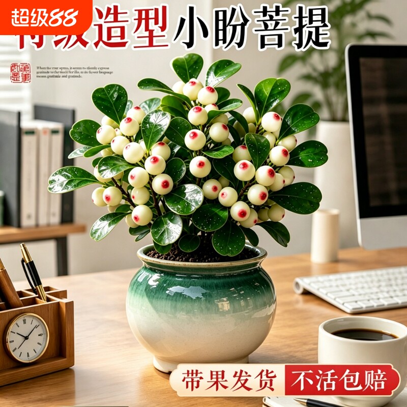 【热销10w+】特级小盼菩提盆栽图片