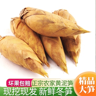 【整箱包邮】冬笋新鲜现挖竹笋尖福建高山黄泥带壳毛竹笋火锅蔬菜