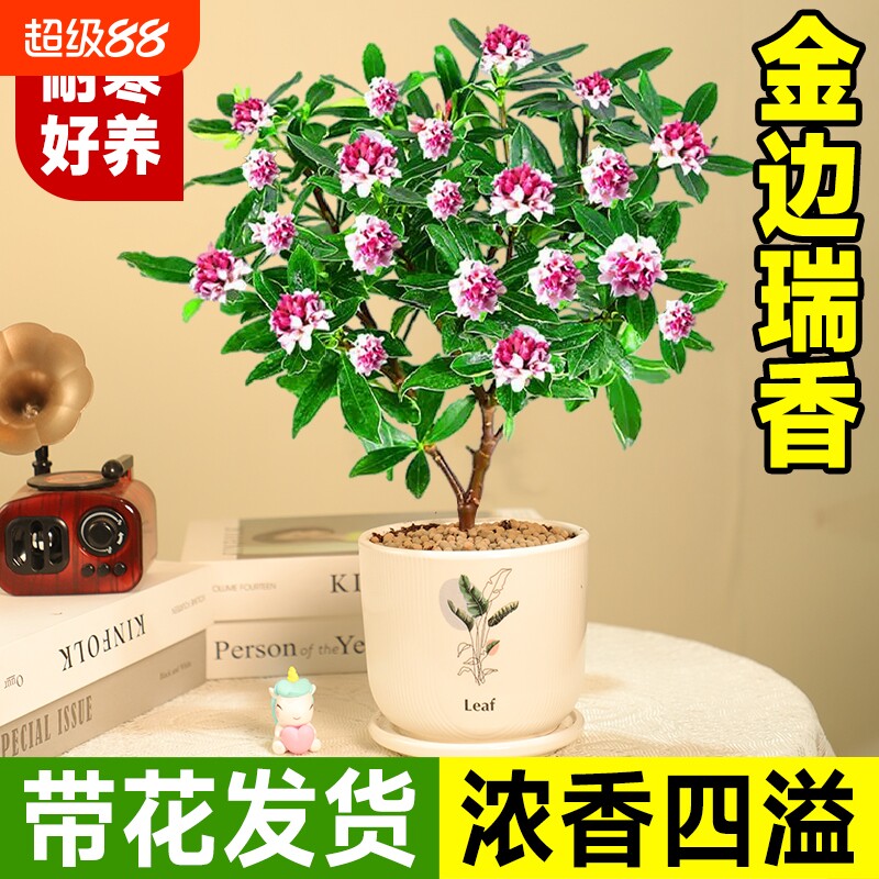 金边瑞香盆栽花期带花桂花苗老桩茶花大苗四季开花植物瑞香花好养图片