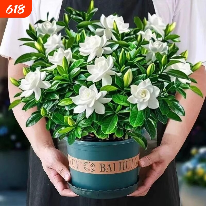 栀子花盆栽花卉绿植带花苞茉莉室内客厅桌面四季好养水培植物阳台