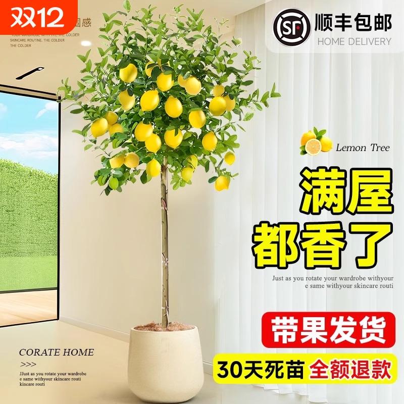 柠檬树盆栽带果客厅绿植室内大型植物花卉四季香水柠檬树大树阳台