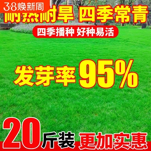 草坪草籽四季常青矮生庭院地毯草护坡固土狗牙根高羊茅绿化草种子