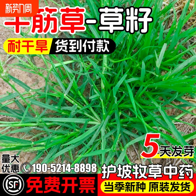 牛筋草种子铁线草护坡草籽爬地草巴根草防水土流失多年生牧草种籽