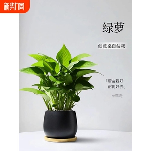 绿萝小盆栽室内客厅绿植卧室摆件绿箩植物办公室工位桌面耐阴阳台
