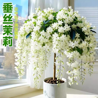 垂丝茉莉盆栽带花苞耐寒绿植阳台四季开花进口垂吊植物风车茉莉花