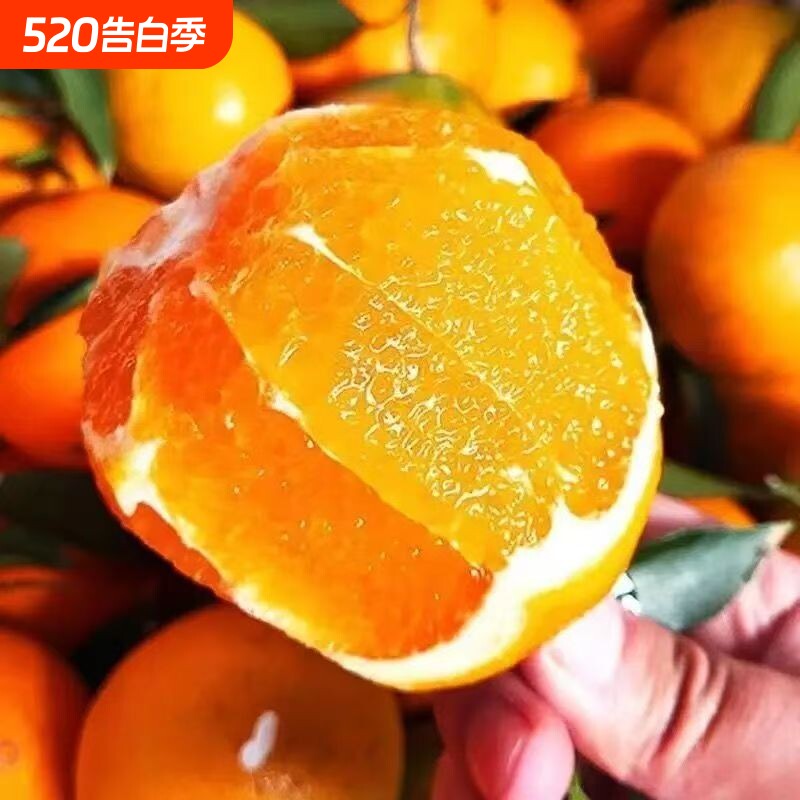 当季现摘新鲜橙子多汁脐橙薄皮应季水果整箱榨汁包邮新鲜手剥橙子