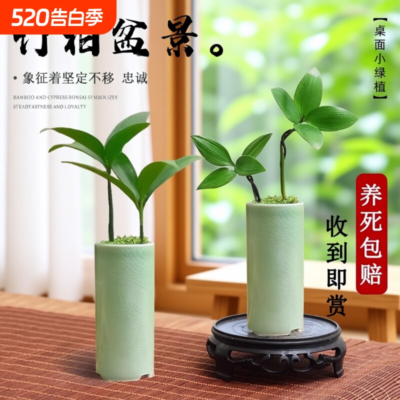 竹柏盆景迷你小盆栽驱蚊水培植物花卉办公室内桌面禅意绿植微景观