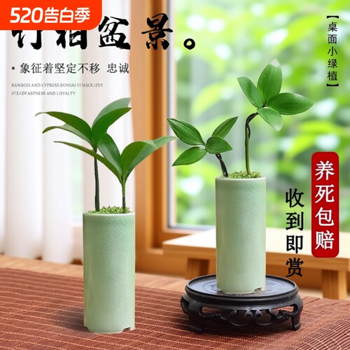 竹柏盆景迷你小盆栽驱蚊水培植物花卉办公室内桌面禅意绿植微景观