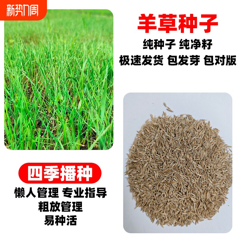 羊草种籽无芒雀麦披碱草碱茅草四季牧草护坡固土草种子草籽生态