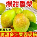 新鲜水果梨子现摘现发红香酥梨孕妇香梨一整箱批发脆甜 现摘
