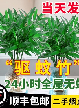竹柏盆栽水培驱蚊竹植物室内客厅水养绿植花卉水培驱蚊竹四季好养