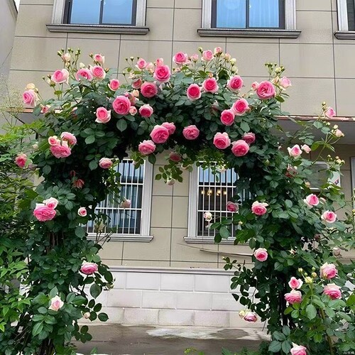 蔷薇花苗爬藤四季藤本月季阳台庭院特大花卉玫瑰盆栽耐寒植物开花