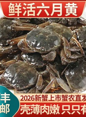 鲜活大闸蟹六月黄螃蟹产地直发