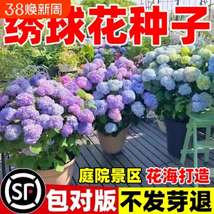 绣球花种籽子四季播种开花多年生花籽种植庭院易活盆栽重瓣菊花
