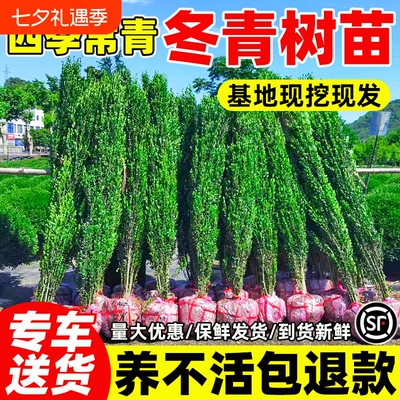 冬青树苗北海道黄杨四季常青直立篱笆墙庭院围墙植物耐寒绿篱围栏