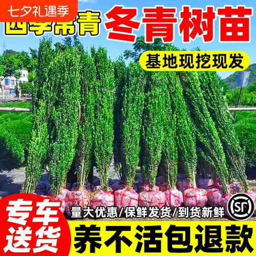 冬青树苗北海道黄杨四季常青直立篱笆墙庭院围墙植物耐寒绿篱围栏