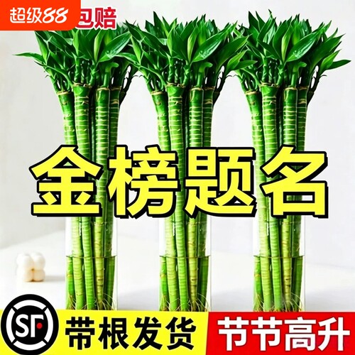 文昌竹4枝金榜题名水培龙竹富贵竹步步高升桌面旺运绿植物节节高