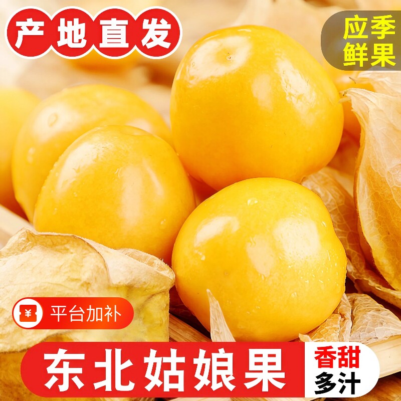 正宗东北姑娘果当季新鲜水果现摘灯笼果薄皮产地直发整箱菇娘应季