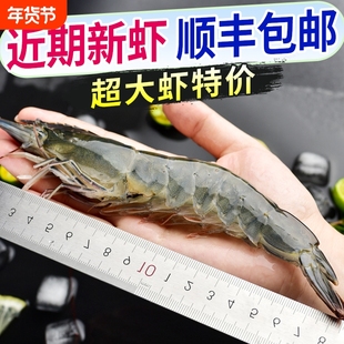 大虾鲜活速冻超大新鲜基围虾青岛特大青虾冷冻海虾海虾类海鲜水产