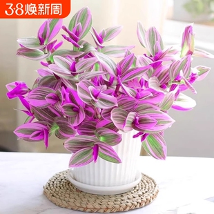 油画婚礼吊兰盆栽紫露兰花水培花卉多肉植物发财树室内好养小绿植