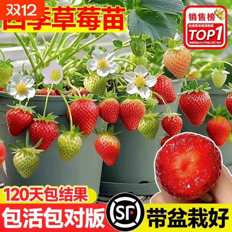 懒人盆栽福音，浇水就能结果子