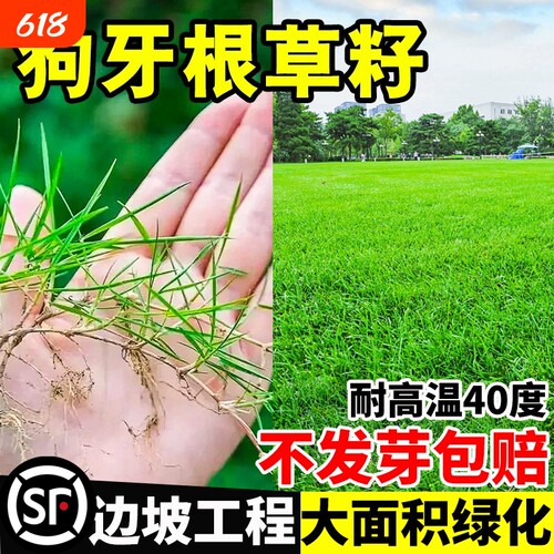 草籽进口狗牙根护坡固土耐旱绿化脱壳草坪草种子净籽庭院北方地毯