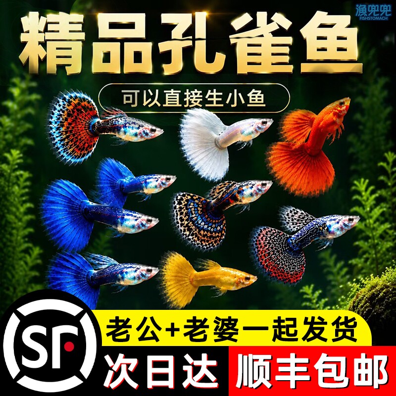 顺丰上门+泡沫箱包装+孔雀鱼图片