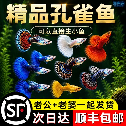 顺丰上门+泡沫箱包装+孔雀鱼