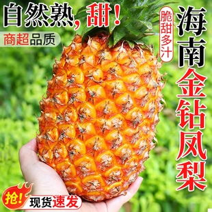 海南金钻凤梨新鲜水果树上熟芒果凤梨香水菠萝大果无眼整箱包邮9