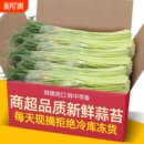 2026现摘新鲜蒜苔5斤蒜薹农家蒜毫自种蒜苗当季 蔬菜蒜心9鲜嫩 季