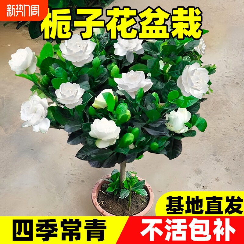 栀子花盆栽带花苞大叶老桩独杆棒棒糖桅子树苗牡丹四季开花卉植物