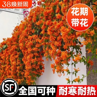 凌霄花爬藤大苗植物盆栽四季花卉炮仗花紫藤凌宵庭院耐寒开花室外