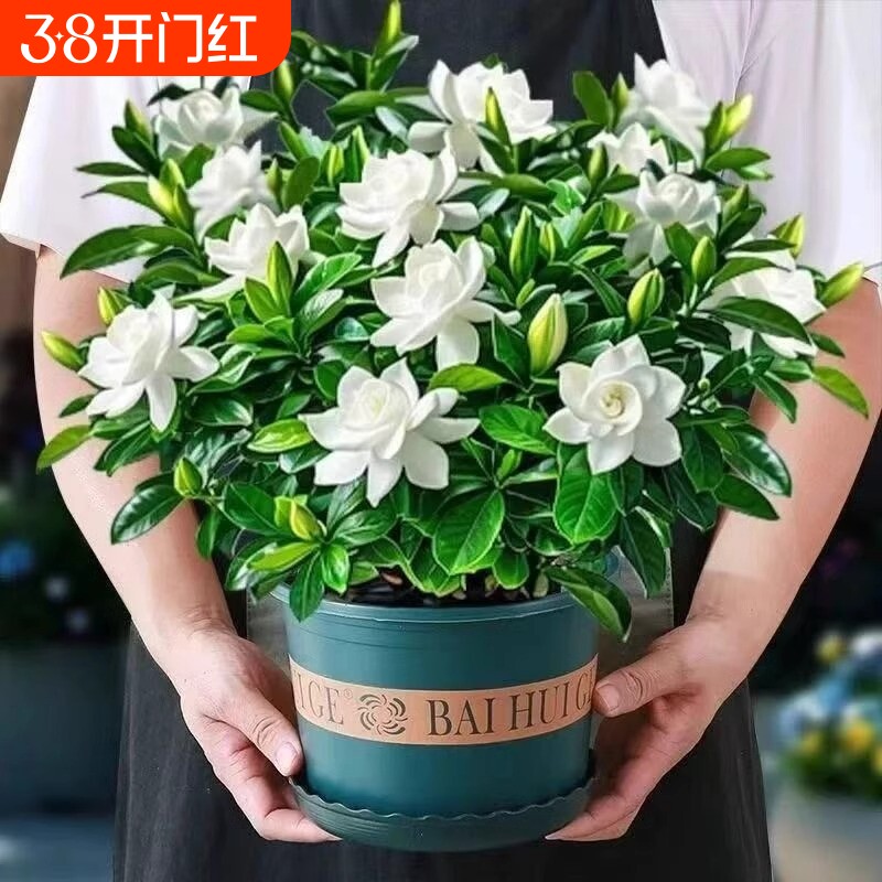 栀子花盆栽花卉绿植带花苞茉莉室内客厅桌面四季好养水培植物阳台