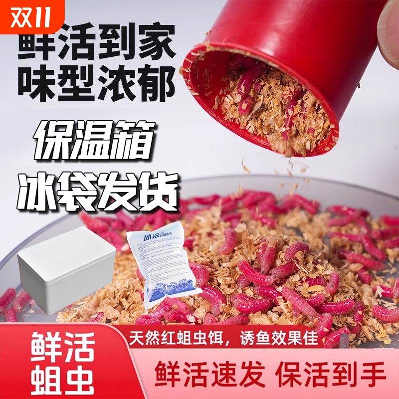 鲜活红蛆虫活饵鱼饵|千人加购