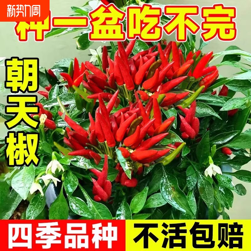 朝天椒种子超辣小米椒青椒早熟辣椒种籽阳台盆栽四季农家蔬菜种孑