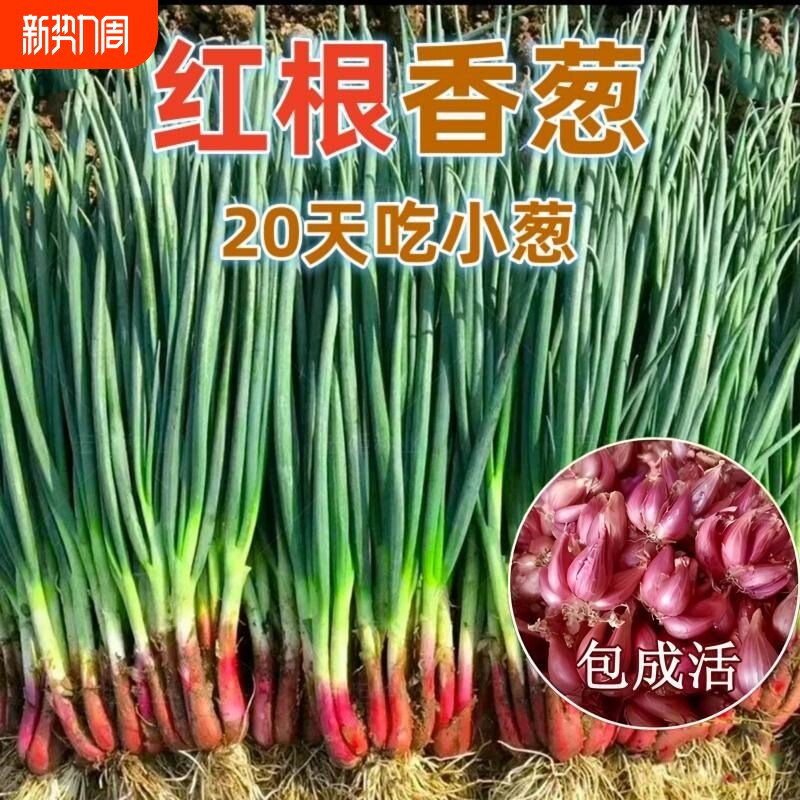 红根小香葱种子红葱头小香葱籽葱头葱四季盆栽菜蔬菜菜籽阳台种植