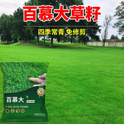 百慕大草籽进口矮生护坡固土生态复绿工程绿化耐践踏四季常青种子