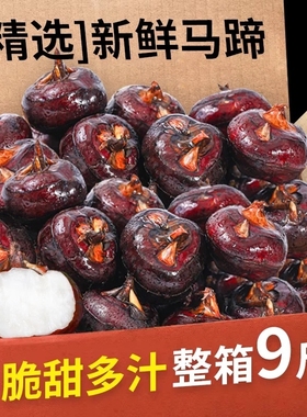 新鲜现挖马蹄新鲜水果荸荠地栗蔬菜当季超甜大果土特产农家自种