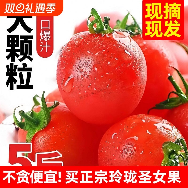 正宗现摘露天千禧冰糖心圣女果5斤新鲜水果西红柿自然熟蔬菜番茄