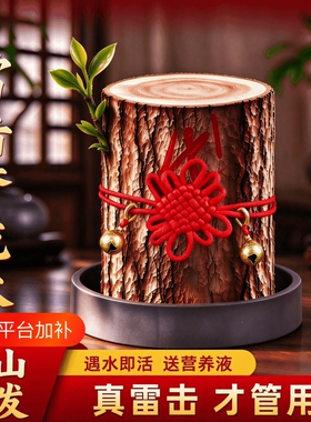【雷击香龙木】会发芽的木头