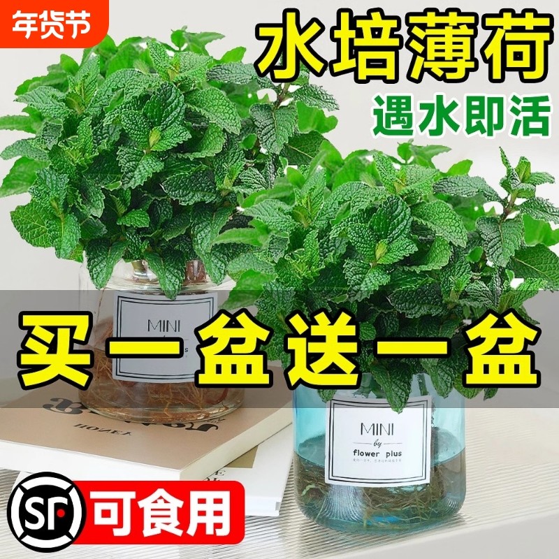 薄荷盆栽水培植物驱蚊可食用柠檬薄荷叶迷迭香室内驱蚊草绿植好养,鲜花速递/花卉仿真/绿植园艺,绿植,淘宝优惠券,粉丝福利购,淘宝优惠卷