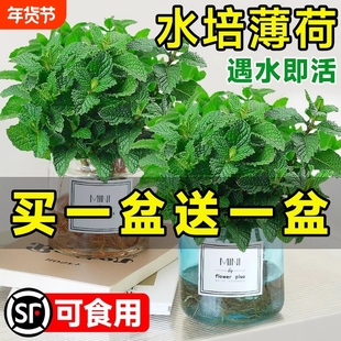 薄荷盆栽水培植物驱蚊可食用柠檬薄荷叶迷迭香室内驱蚊草绿植好养