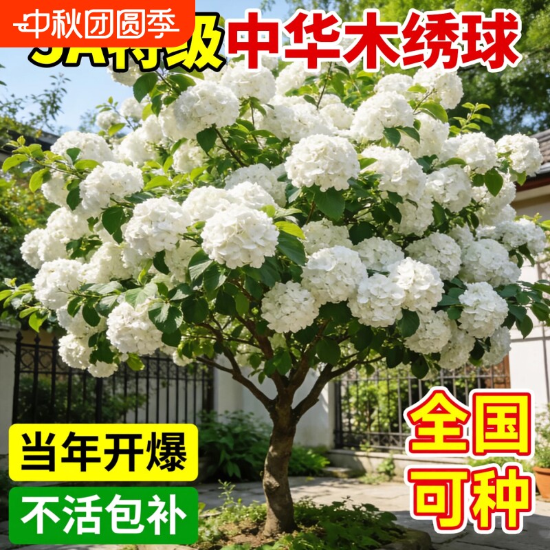 中华木绣球大花斗球树苗四季花卉绣球花苗盆栽庭院室外风景树带花										