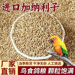 进口加纳利子鹦鹉粮饲料鸟粮零食粮食奖励牡丹玄凤虎皮小太阳专用
