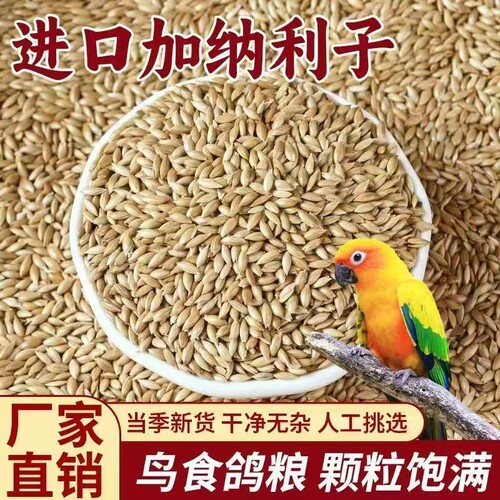 干净无空壳进口加纳利子鹦鹉鸟粮