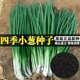 小香葱籽小香葱种子阳台室内盆栽葱种子红葱分葱批发家庭菜种 四季