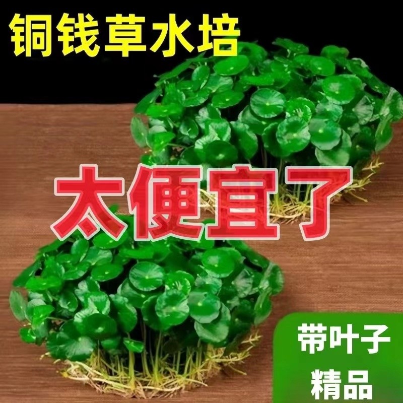 铜钱草水培植物室内好养花卉绿植盆栽客厅四季水养金钱草鱼缸阳台